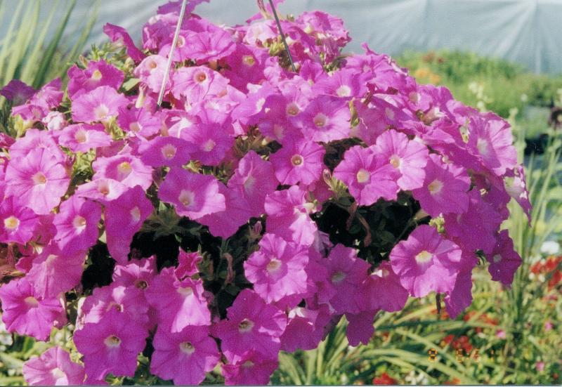 Wave Petunia Pink